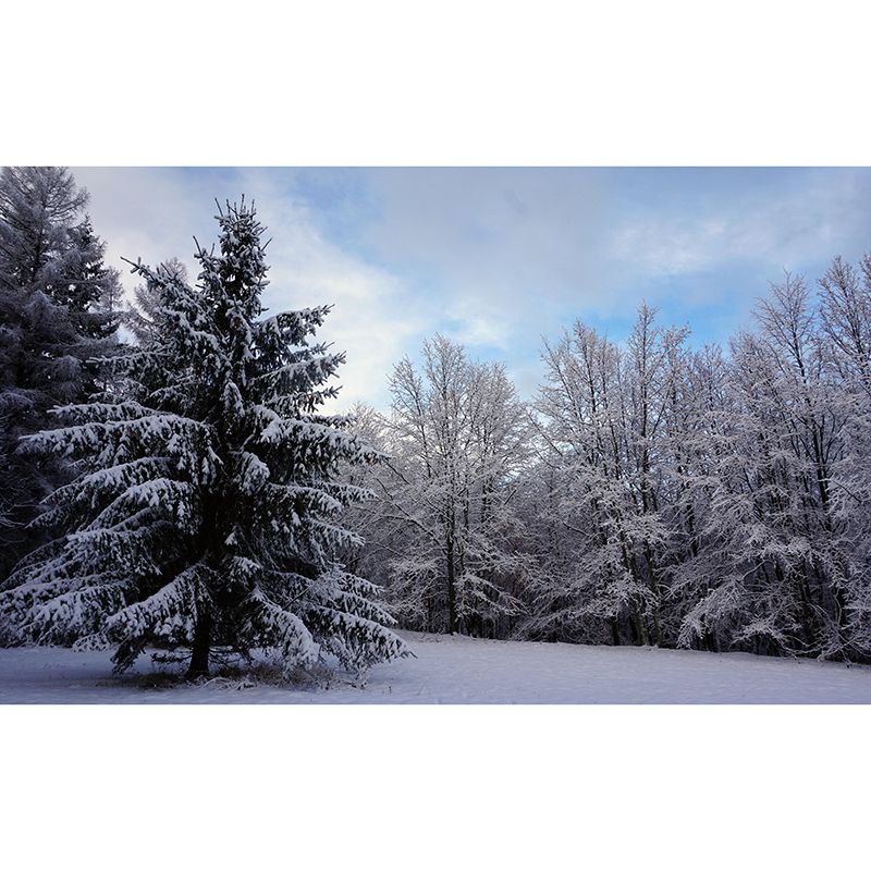 Bedroom Wall Mural Modern Forest Decorative Eco-friendly Wall Covering