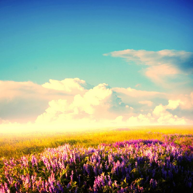 Whole Nordic Wall Mural Decal in Multi-Color Blossom and Sky Wall Art, Personalized Size Available