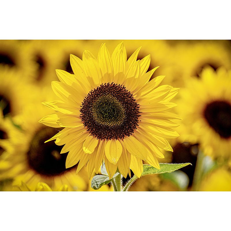 Environmental Wall Mural Wallpaper Sunflowers Living Room Wall Mural