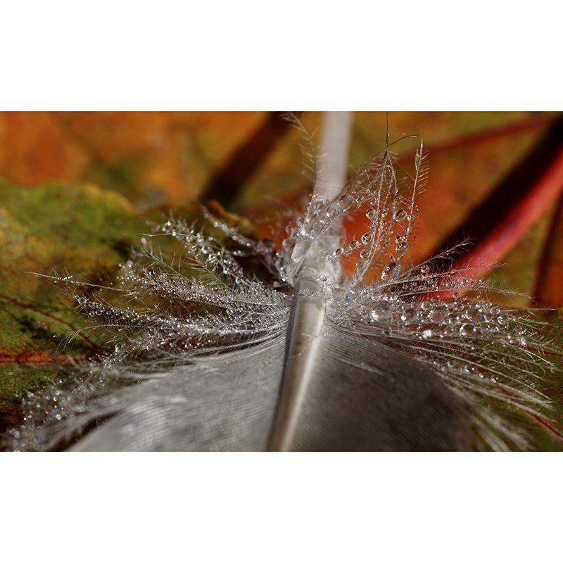 Customized Horizontal Photography Feather Mural Eco-friendly for Home Decor