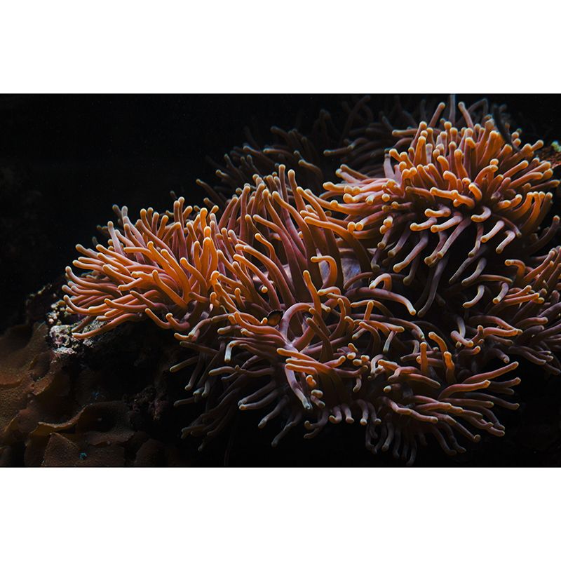 Undersea Environment Friendly Mural Wallpaper Tropical Beach Style Bathroom Wall Mural