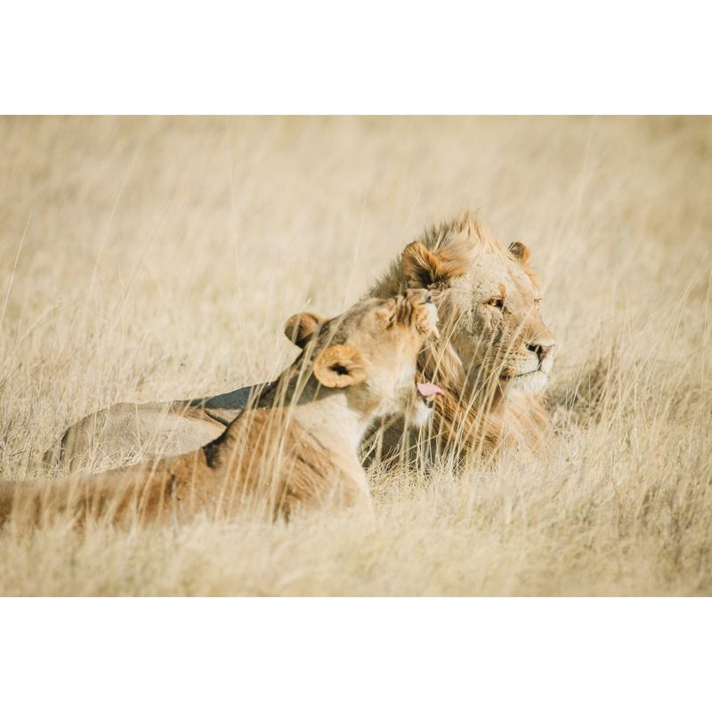 Brown Lions in Grass Mural Decal Water-Proof Wall Decor for Living Room, Optional Size