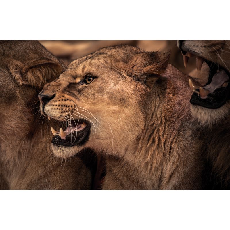 Couple of Lions Roaring Mural Modernist Water-Proof Living Room Wall Decor, Custom Made