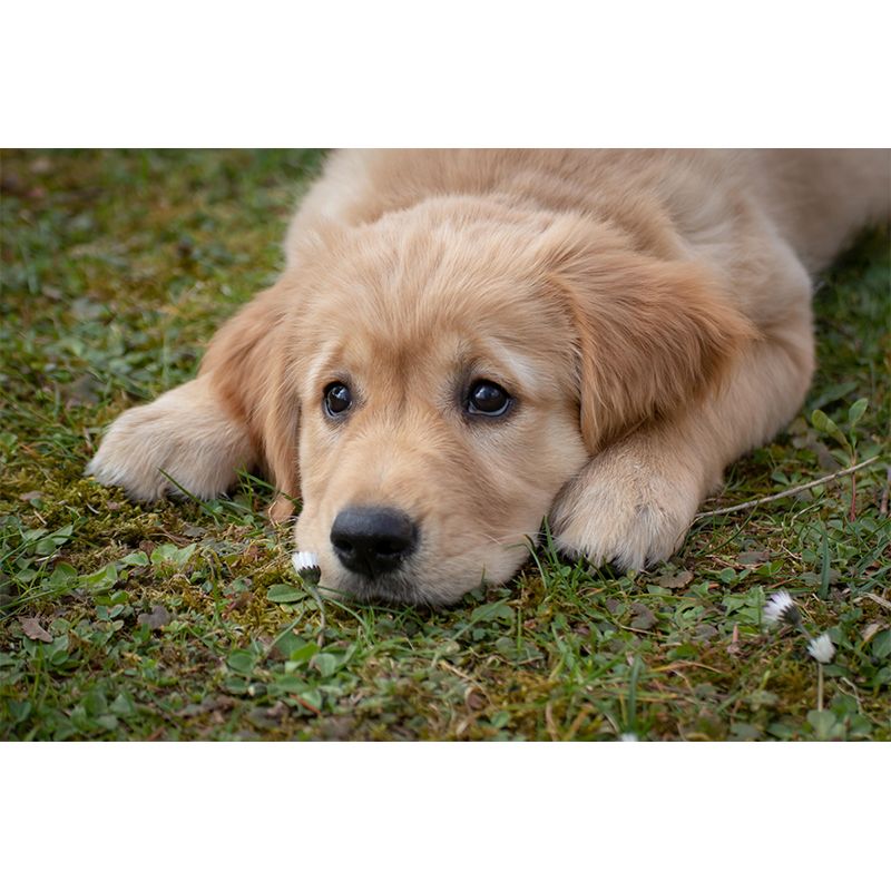 Environment Friendly Mural with Dog Painting Mildew Resistant Wallpaper Home Decor