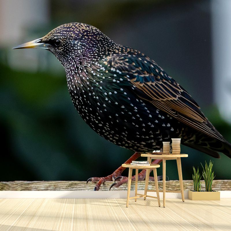 Myna Animal Wallpaper Mural Contemporary Style Wall Art for Living Room