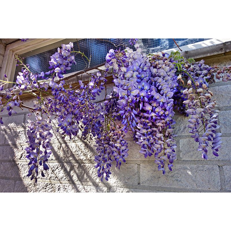 Modern Wisteria Mural Wallpaper Stain Resistant Wall Covering for Living Room