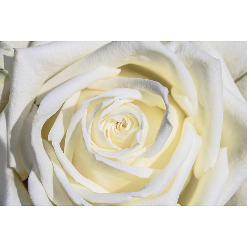 Partial Rose Contemporary Wall Mural Modernist Wall Covering for Bedroom