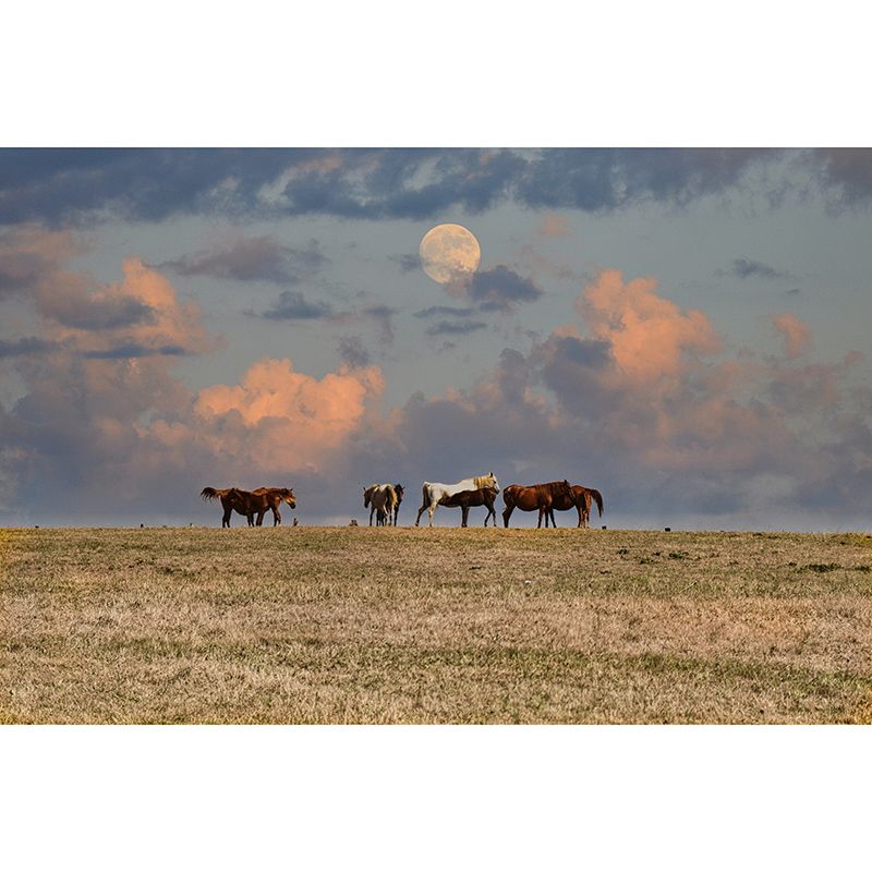 Decorative Wall Mural Wallpaper Horses Sitting Room Wall Mural