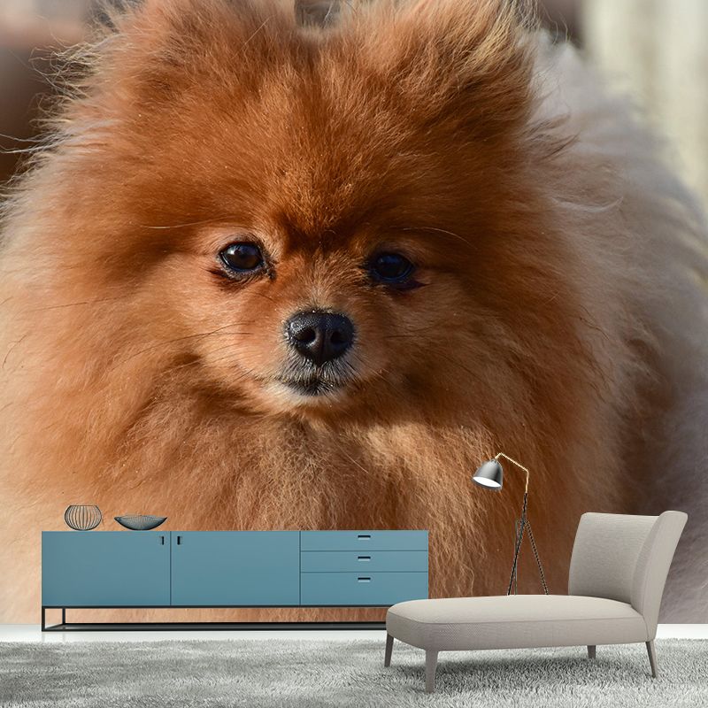 Horizontal Photography Pomeranian Mural Stain Resistant Wall Art for Living Room