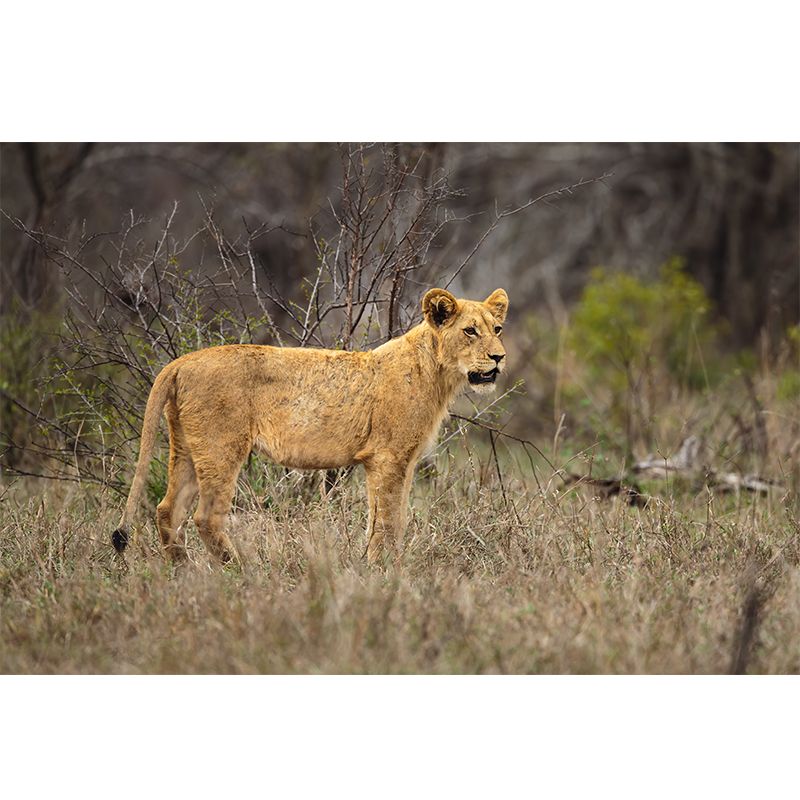 Lioness Mural Environment Friendly Wallpaper Home Decoration for Living Room