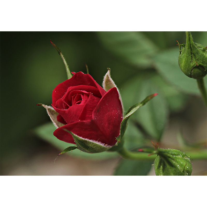 Elegant Rose Flower Photo Mural Modern Smooth Wall Covering in Red, Water Resistant