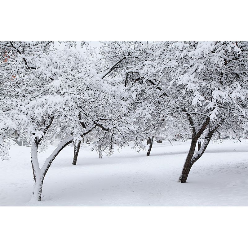 Contemporary Photography Style Forest Mural Wallpaper Mildew Resistant for Bedroom