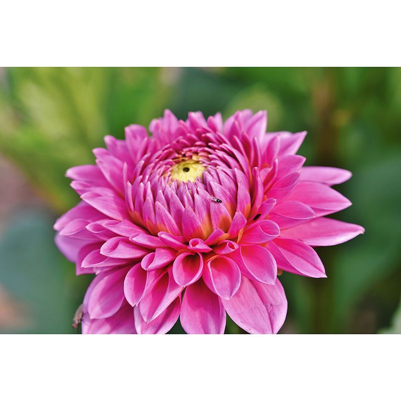 Flower Mural for Bedroom Moisture Resistant Home Decor, Made to Measure