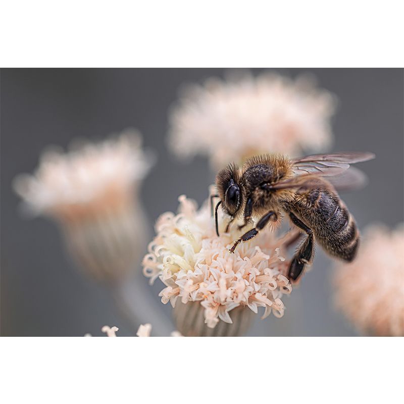 Hardworking Bee Mural Wallpaper Moisture Resistant for Living Room Bedroom