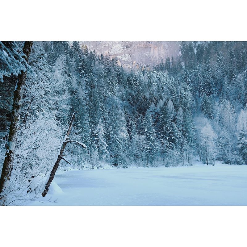 Natural Sky Forest Mural Horizontal Photography Room Wall Mural