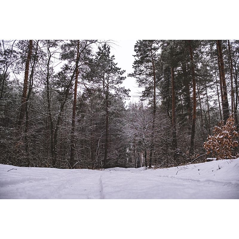 Room Wall Mural Modern Forest Decorative Eco-friendly Wall Covering