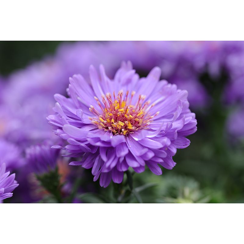 Chrysanthemum Mural Wallpaper Customized Wall Decor for Girls Bedroom, Waterproofing