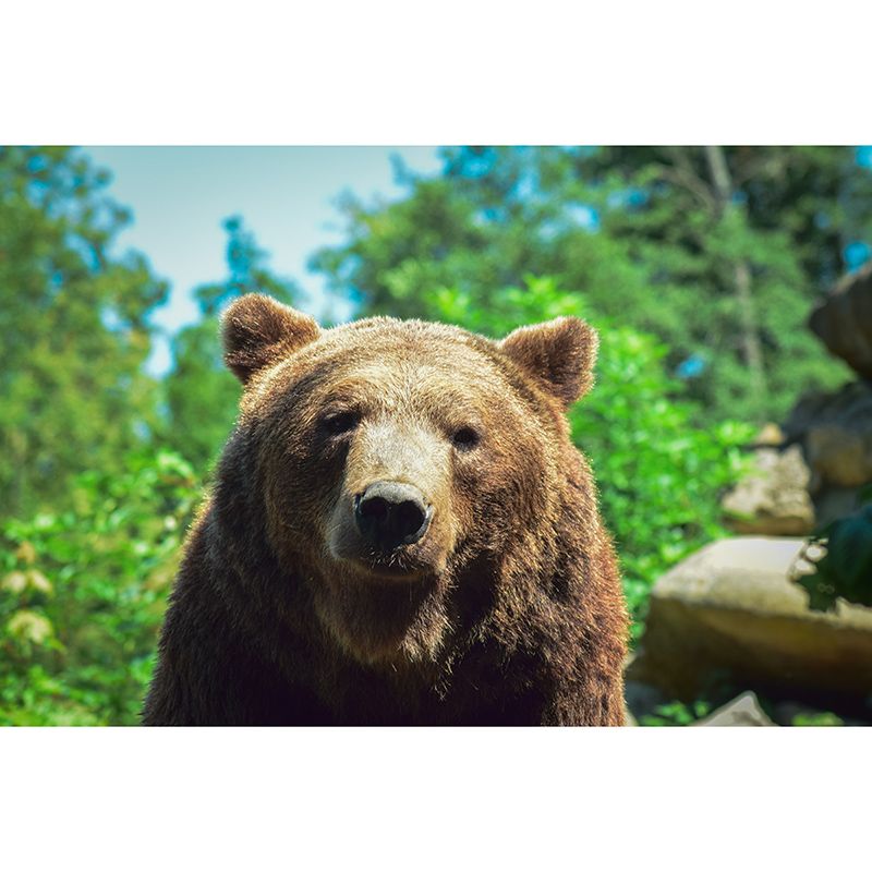 Bear Mural Full Size Contemporary Living Room Home Decor, Custom Size Available