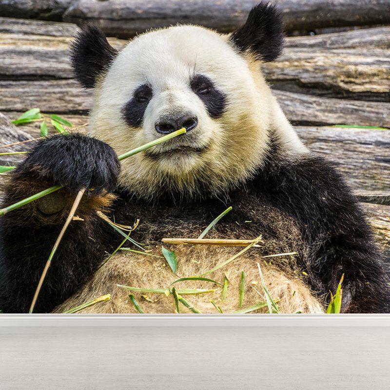 Customized Panda Wall Paper Murals Mildew Resistant Living Room Wall Decor