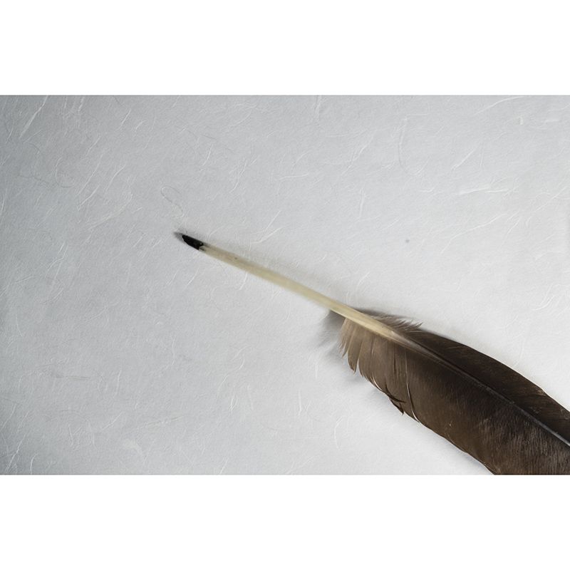 Feather Mural Wallpaper Moisture Resistant Wall Art for Girl's Bedroom