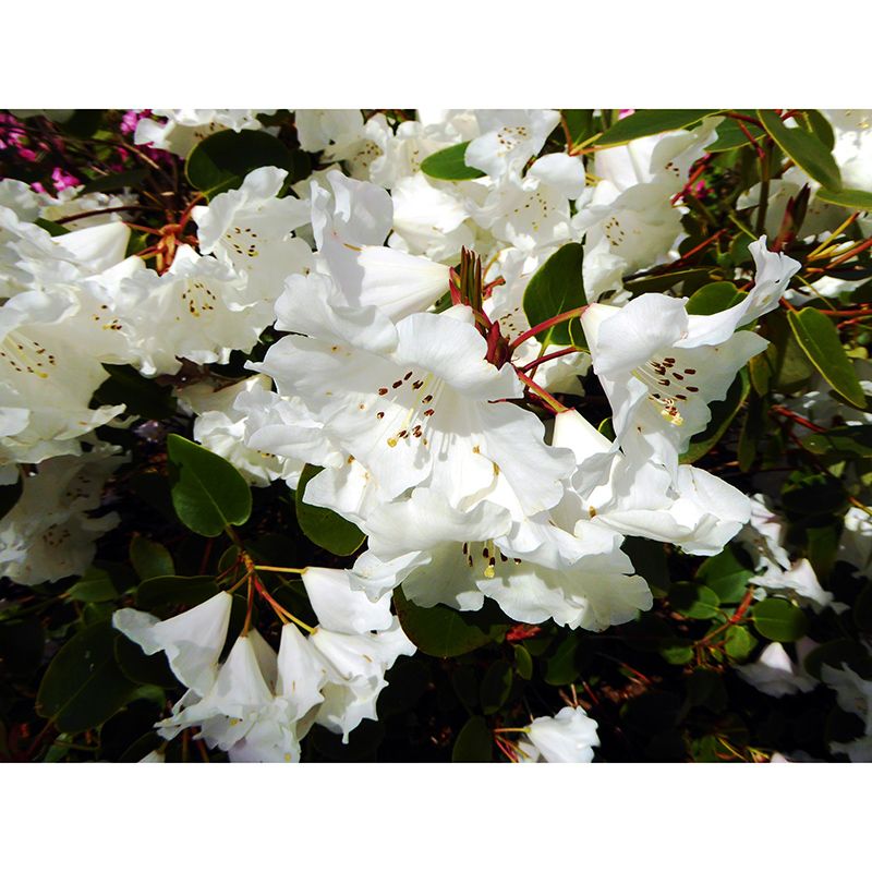 Rhododendron Wall Mural for Guest Room Bedroom, Personalized Size Available