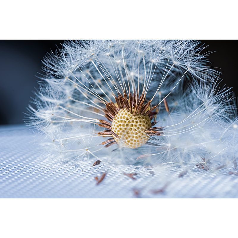 Dandelion Plant Mural Decal Modern Sitting Room Wall Decor, Custom Size