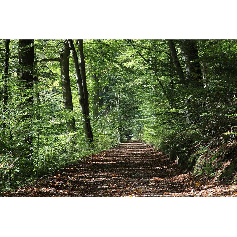 Contemporary Photography Landscape Wall Mural Decorative Wall Mural for Bedroom