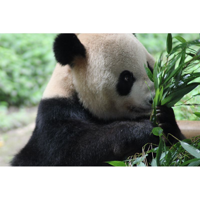 Cute Panda Wall Mural Customized Modern Wall Covering for Bedroom, Water Resistant