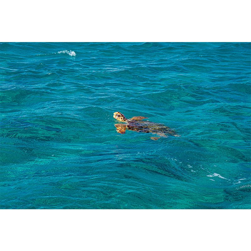 Modern Seascape Mural Wallpaper Mildew Resistant for Reading Room Decor