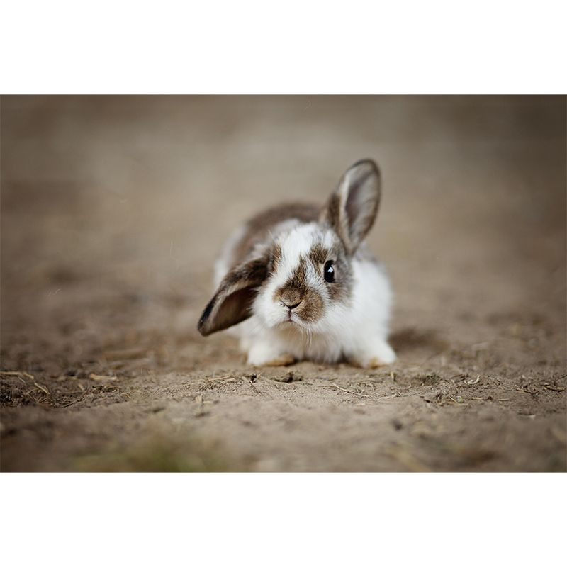 Horizontal  Photography Rabbit Wall Mural Decorative Mildew Resistant for Living Room