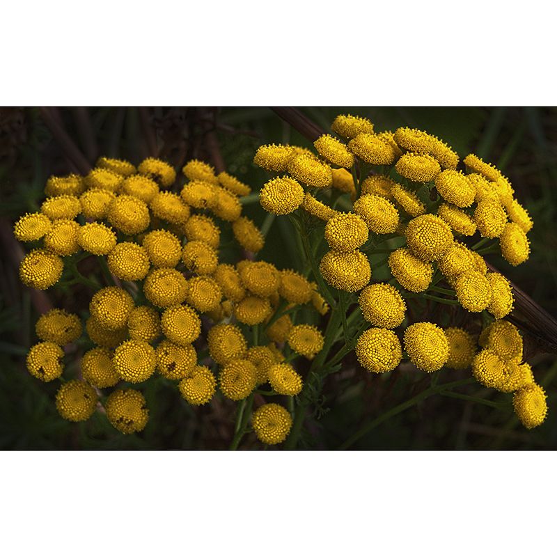 Tansy Flower Wall Covering for Girls' Bedroom Water Resistant Wall Decor