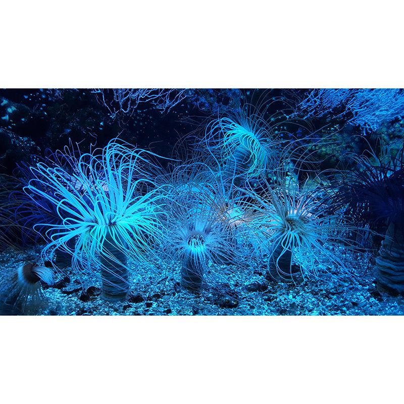 Photography Wall Mural Wallpaper Seabed Sitting Room Wall Mural