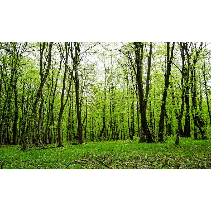 Forest Wall Mural for Sitting Room Bedroom Home Decor, Made to Measure