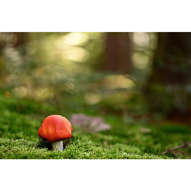 Photography Toadstool Mural Wallpaper Eco-friendly Contemporary Wall Murals
