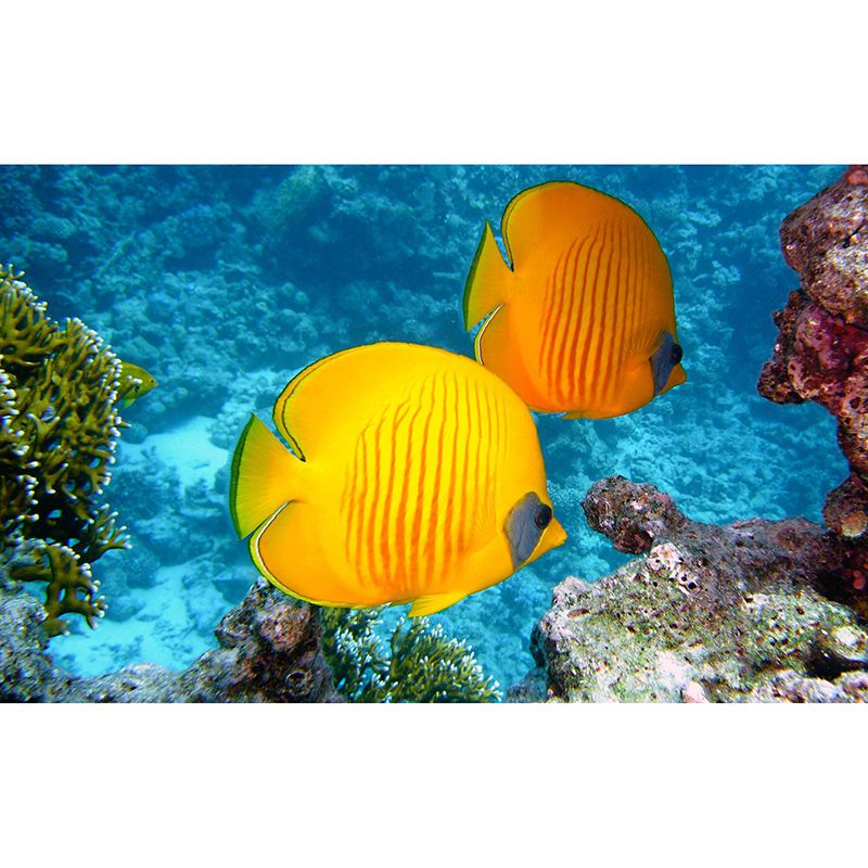 Eco-friendly Wall Mural Wallpaper Underwater World Sitting Room Wall Mural