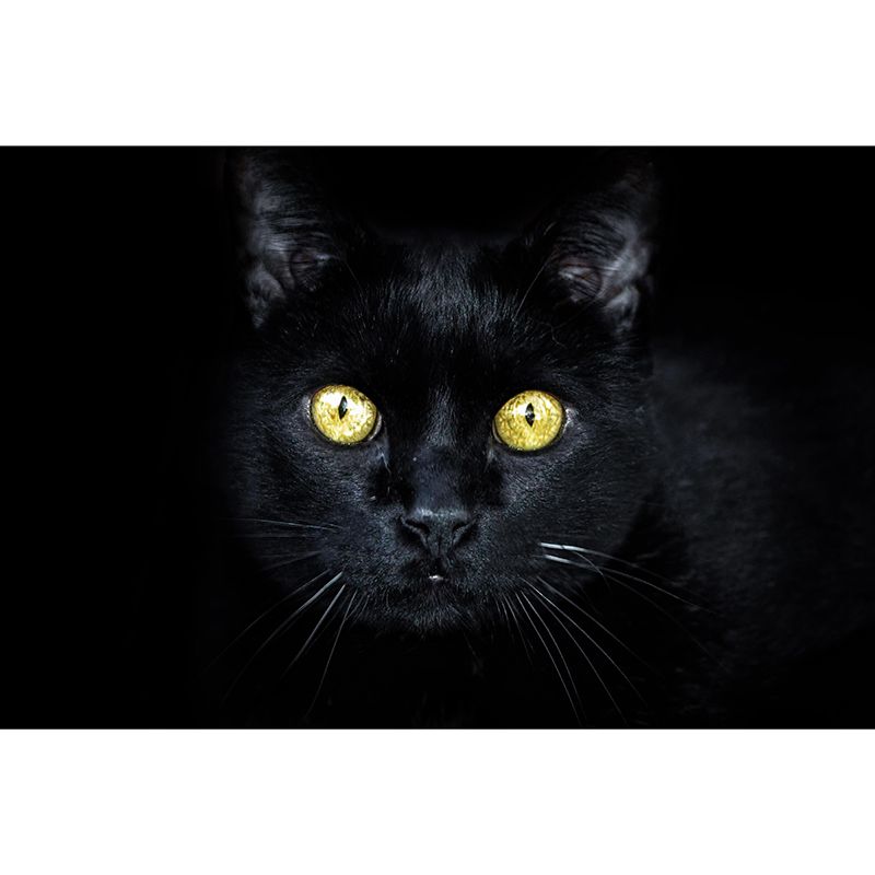 Modern Cat Mural Wallpaper Stain Resistant Wall Covering for Sitting Room