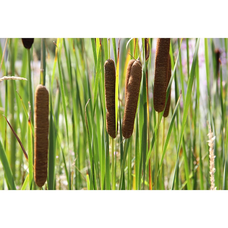 Cattails Plant Mural Water Resistant Home Decoration Wall Decor for Sleeping Room