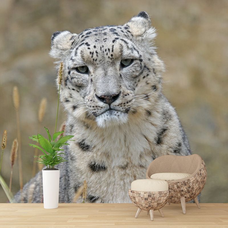 Leopard Mural Wallpaper for Sitting Room Decor Multiple Sizes Available