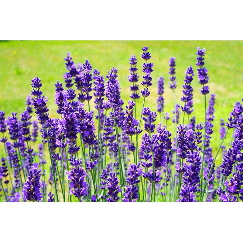 Blooming Lavender Wall Mural Decal for Living Room Bedroom, Stain Resistant