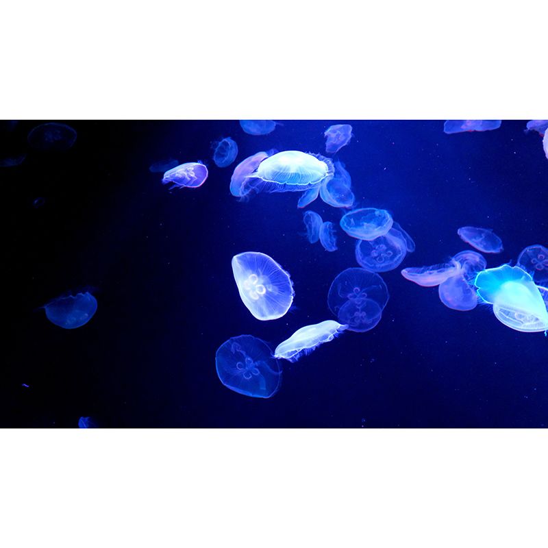 Decorative Wall Mural Wallpaper Underwater Sitting Room Wall Mural