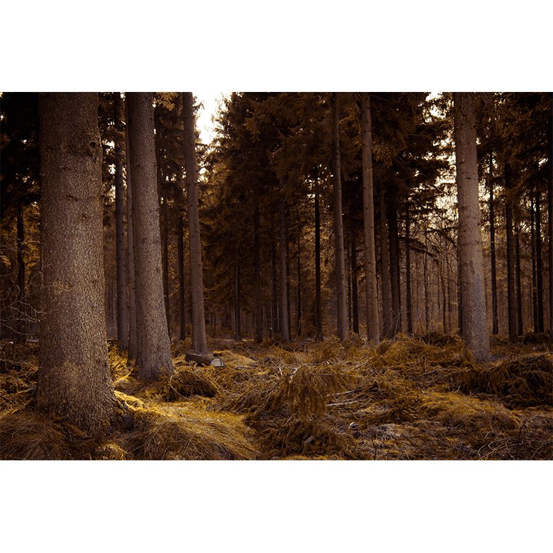 Modern Style Forest Mural Wallpaper Decorative Mildew Resistant Wall Decor