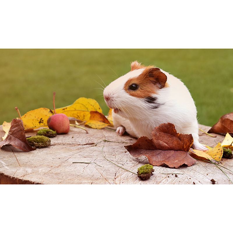 Customized Contemporary Guinea-Pig Mural Mildew Resistant for Sitting Room Bedroom