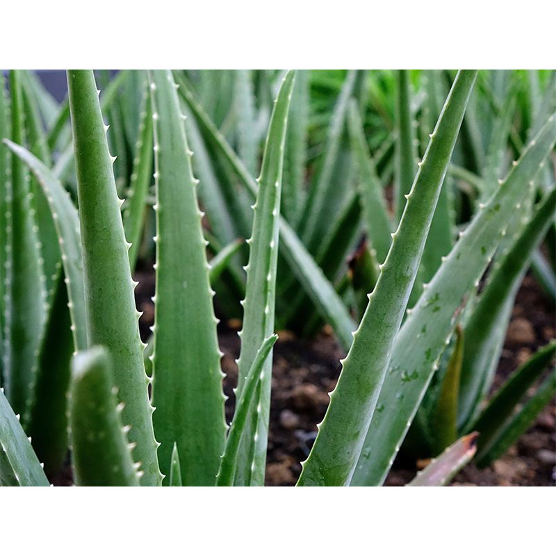 Green Plants Wall Mural Aloe Mildew Resistant Wall Art Decor for Office Home Apartment