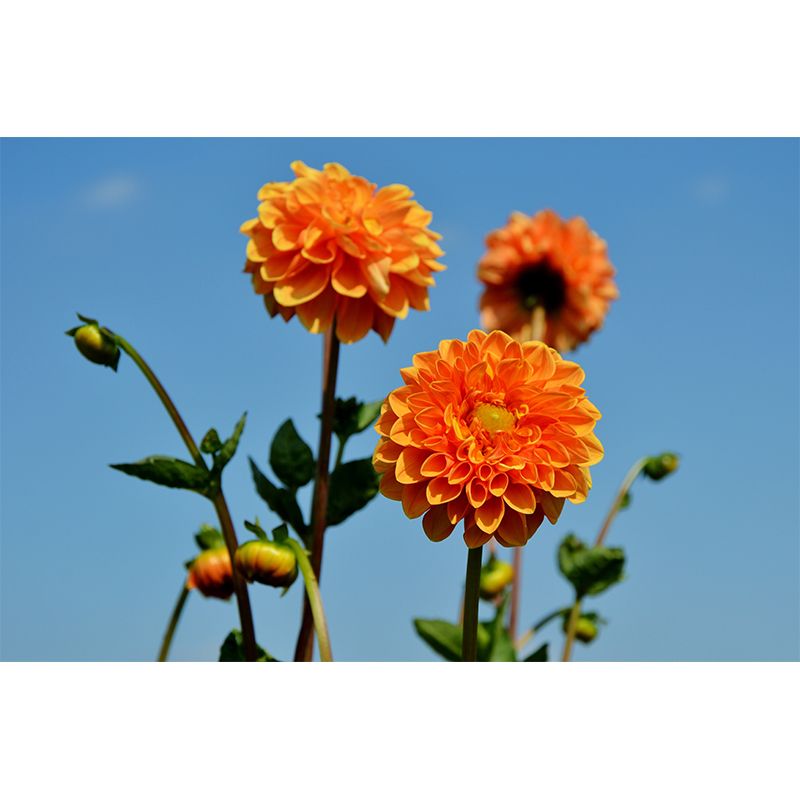 Fragrant Dahlia Mural Wallpaper for Girl Bedroom, Custom Size Available