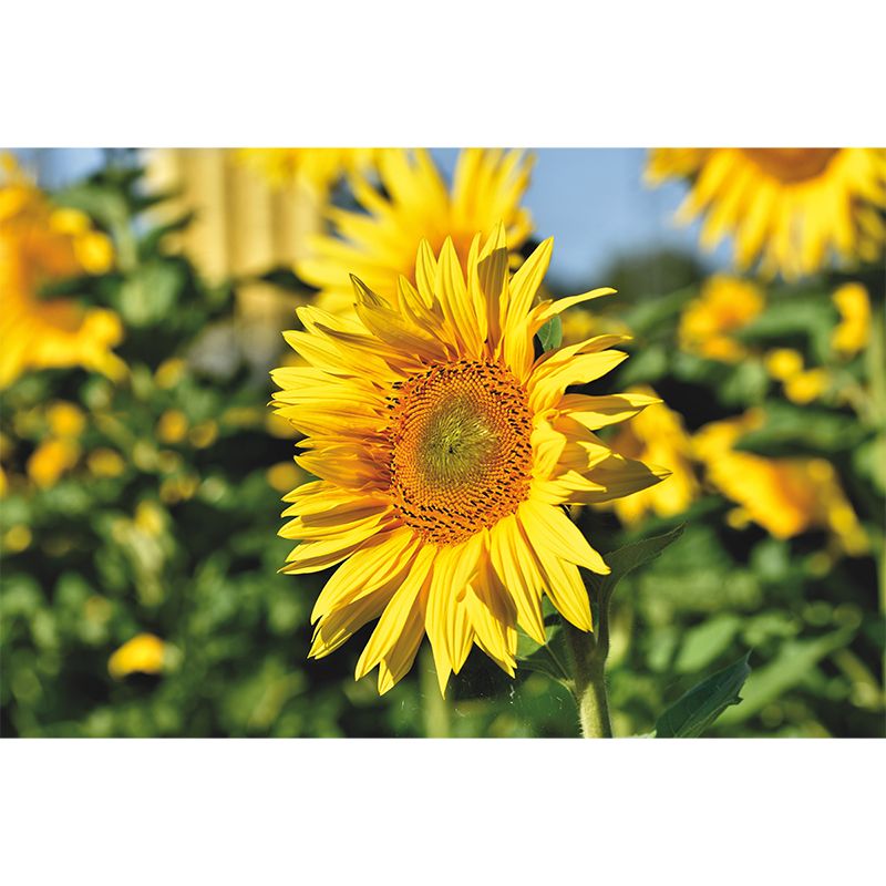 Yellow Sunflower Scenery Mural Wallpaper for Meeting Room Decoration, Washable
