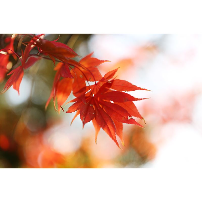 Autumn Leaves Mural Decal Waterproofing Wall Decor for Sitting Room Bedroom