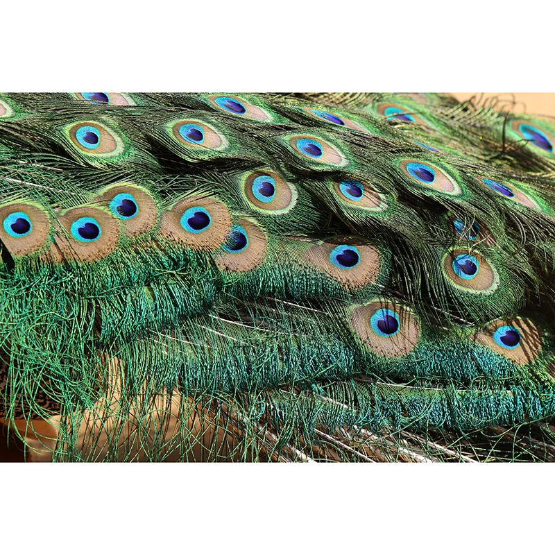 Vivid Feathers Wall Paper Murals Mildew Resistant Living Room Wall Decor