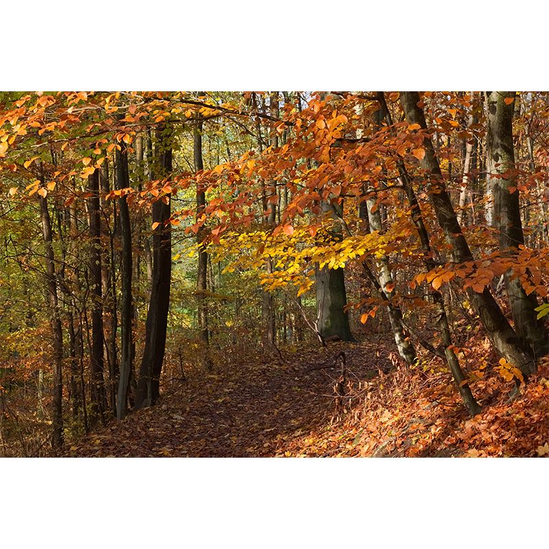 Contemporary Photography Style Forest Mural Wallpaper Mildew Resistant for Dining Room