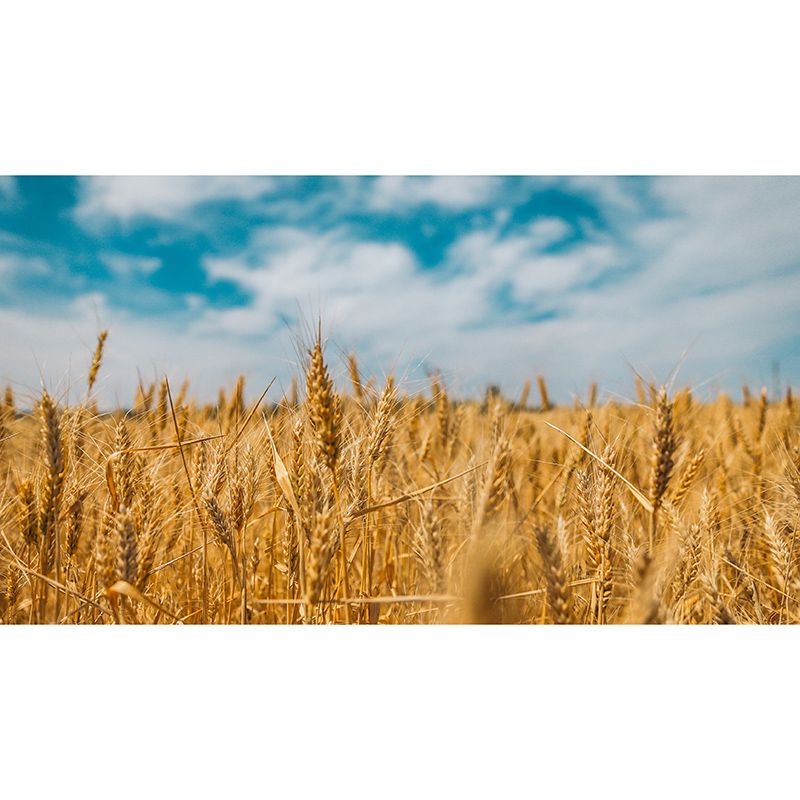 Beautiful Photography Mural Wallpaper Wheat Field Indoor Wall Mural