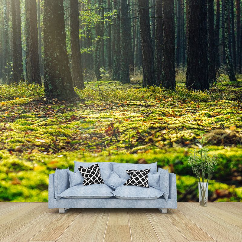 Woods Photography Mildew Resistant Wallpaper Drawing Room Wallpaper